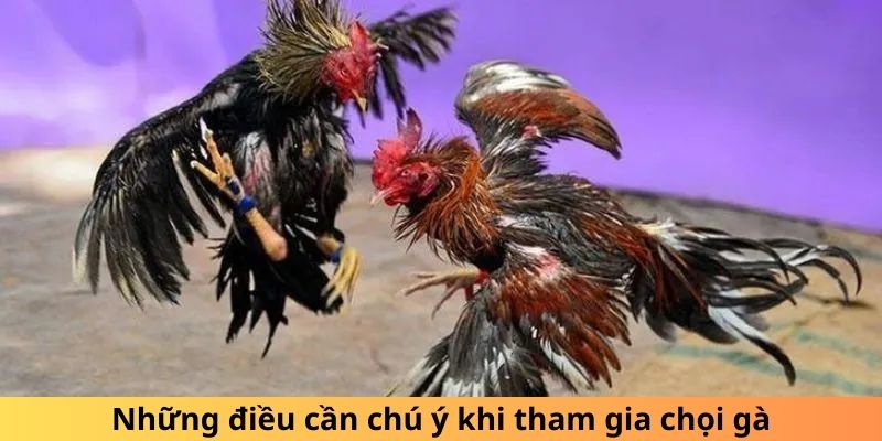 Những điều cần chú ý khi tham gia chọi gà