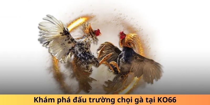 Khám phá đấu trường chọi gà tại KO66