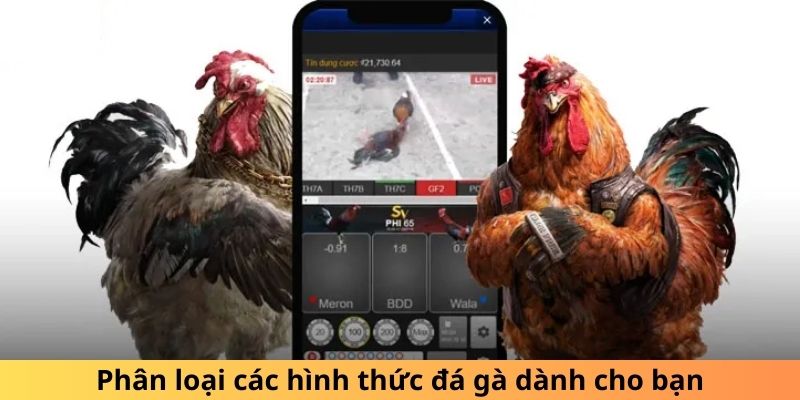 Phân loại các hình thức đá gà dành cho bạn